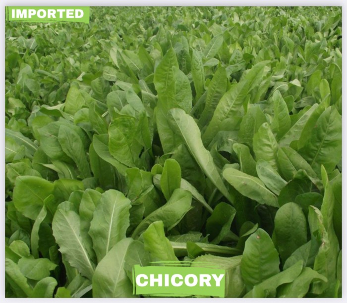 CHICORY 100GM